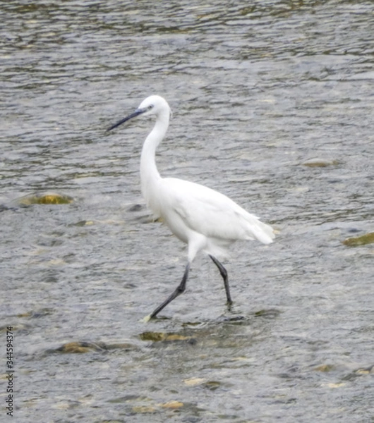 Obraz Aigrette dans la rivière