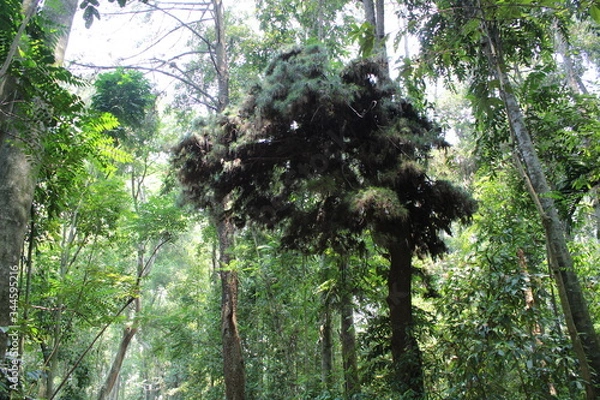 Obraz tropical forest trees