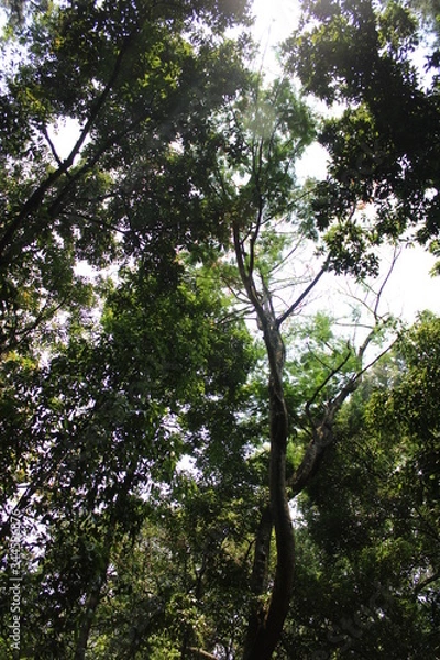 Obraz tropical forest trees