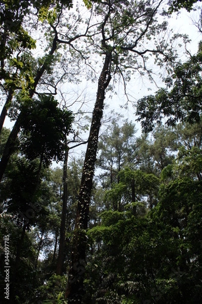 Obraz tropical forest trees