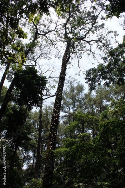 Obraz tropical forest trees