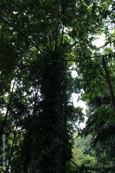 Obraz tropical forest trees