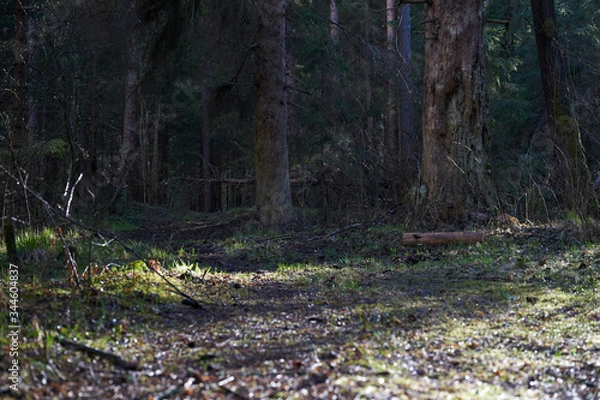 Fototapeta An old dirt road in the middle of the forest. The sun's rays break through the trees