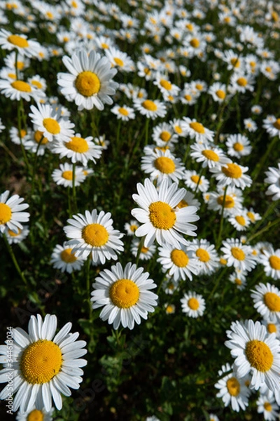Fototapeta Small field of Chamomile flowers in full bloom on a grassy field in early summer