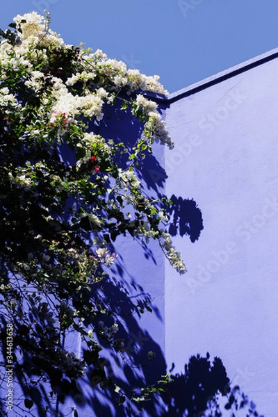 Obraz cherry blossom tree