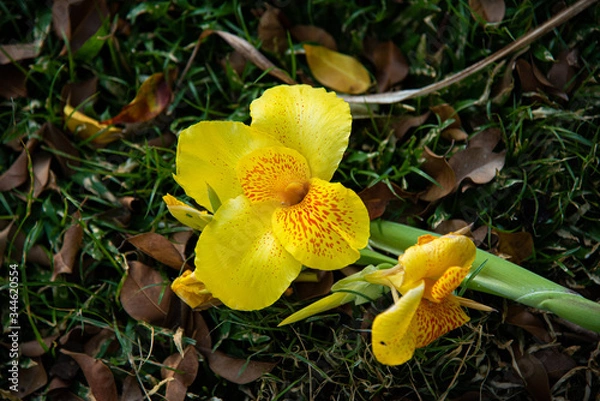 Obraz Costa Rican flower
