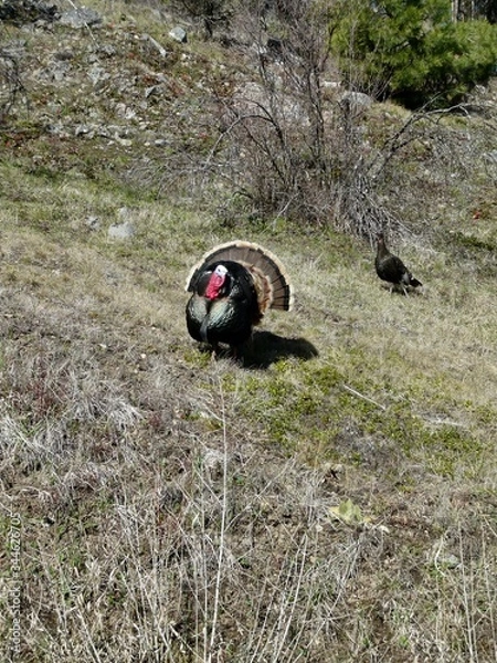 Fototapeta Tom Turkey Mating Display 