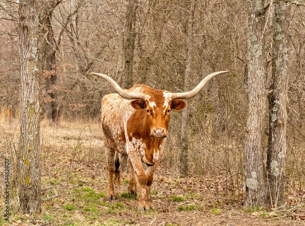 Obraz Texas Longhorn beef cattle cow, Bos taurus, with brown and white speckle colors and typical long horns, standing between trees in a pasture, facing camera.