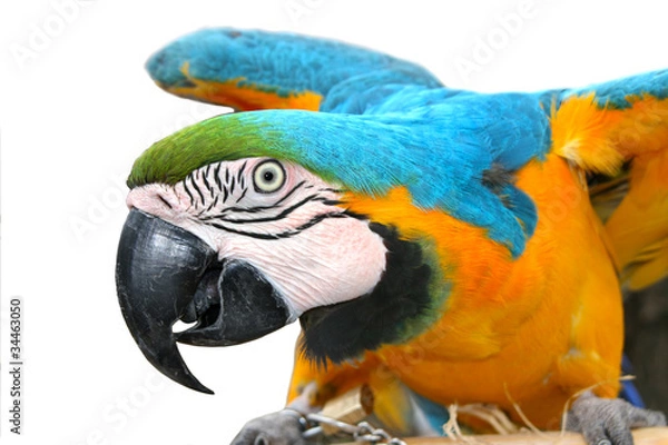 Obraz macaw parrot