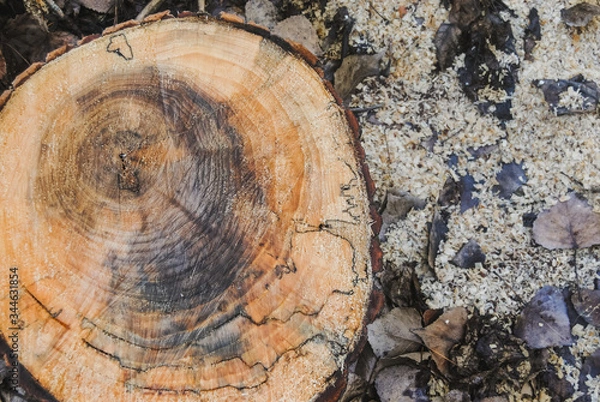 Fototapeta Horizontal color image with a overhead view of a texture of a old wooden log with of age lines marks surrounded by wet leaves and sawdust