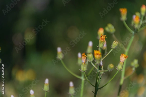 Obraz red poppy flower