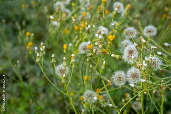 Fototapeta diente de leon