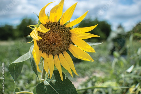 Obraz sunflower on the field