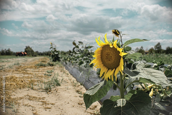 Obraz sunflower field with blue sky