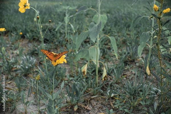 Fototapeta butterfly on a flower