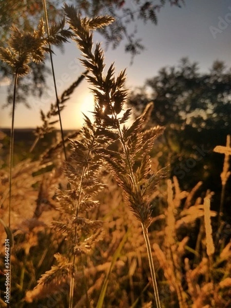Obraz sunset in the field