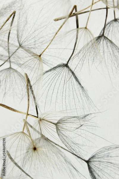 Fototapeta Blurry image of seeds of dandelion on white background, vertical view. Abstract nature background with a copy space for text.
