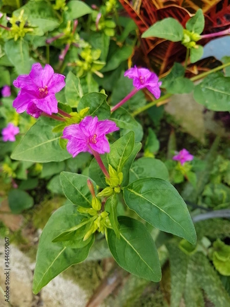 Obraz naturaleza, flores, restaurante para aves, neotropico