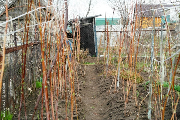 Fototapeta Early spring raspberry runaways in the countryside.