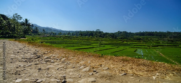 Obraz Beautiful green vibrant rice paddies next to Slamet volcano also stone paved old road is seen near in Central java