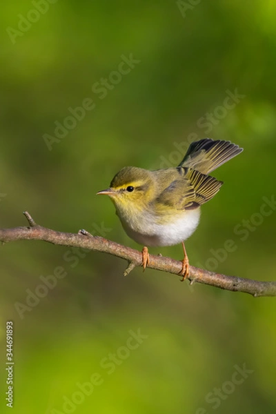 Fototapeta Wood warbler (Phylloscopus sibilatrix) sitting on a branch in the forest. Beautiful yellow songbird with soft green background. Czech Republic