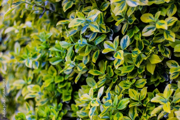 Fototapeta composition with an expanded euonymus
