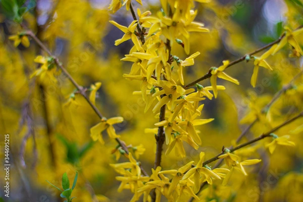 Fototapeta close-up of blooming forsythia with bokeh effect and wide depth of field