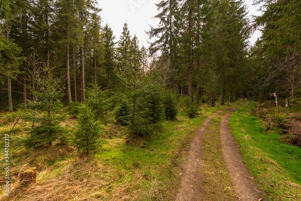 Obraz Tannermoor Wanderweg