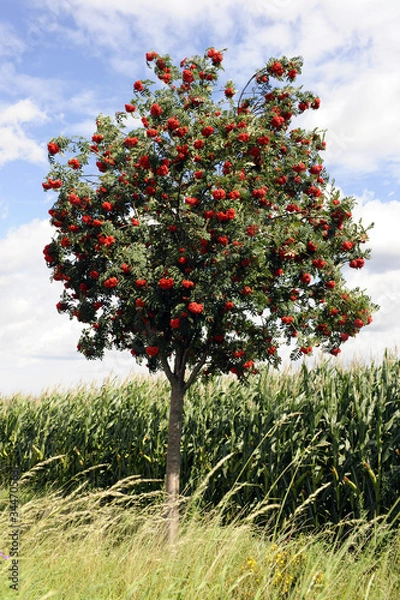 Obraz Eberesche_6563