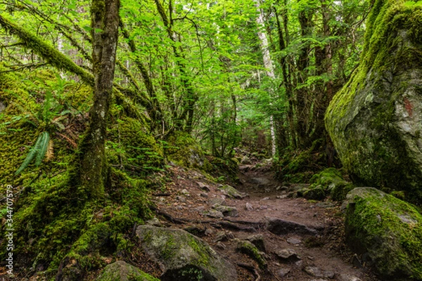 Fototapeta beautiful hiking trail that runs along a forest in the mountains of british columbia canada.