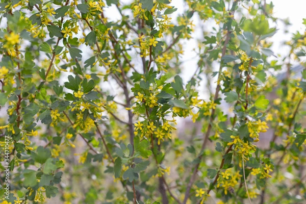 Obraz Golden currant flowers. Spring landscape