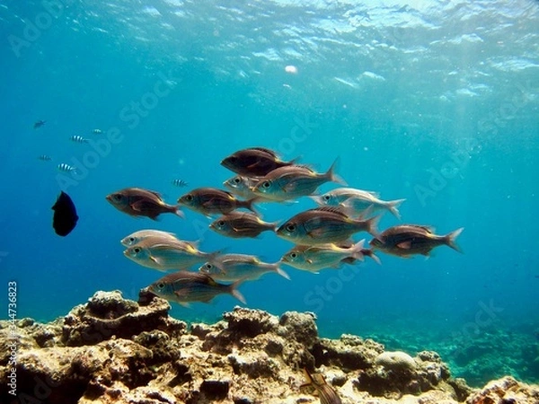 Fototapeta 太陽の日差しが降り注ぐ水中の灰色の魚の群れ