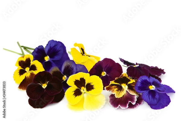 Obraz Viola flowers on a white background.