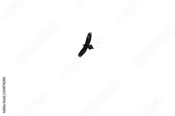 Obraz Wedged Tailed Eagle silhouette