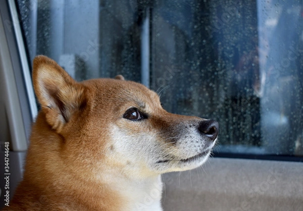 Obraz 柴犬・洗車機・緊張