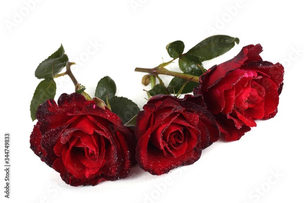 Obraz Red roses isolated on white background