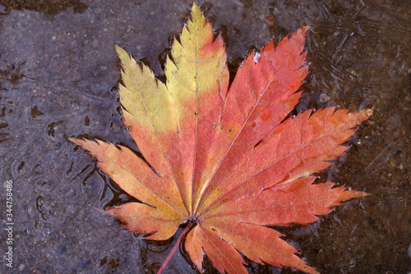 Fototapeta Iced autumn maple leaf