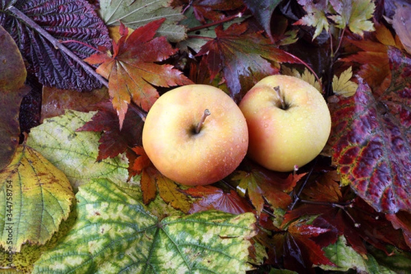 Obraz Apples on autumn leaves