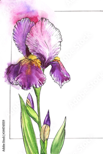 Fototapeta Watercolor part of floral frame for text with tender iris on left side. White background with thin black frame. Elegant flower of purple shades with yellow center and delicate lilac shadow around
