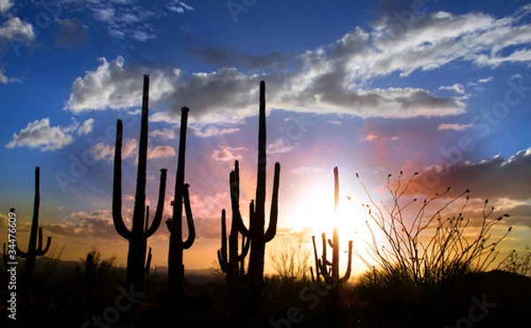 Fototapeta Sun set and Saguaro cactus in Saguaro national park
