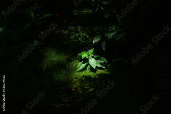 Obraz スポットライト