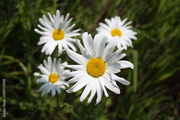 Fototapeta Chamomiles