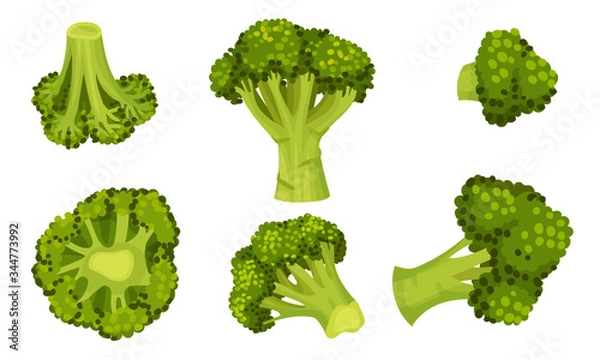 Fototapeta Green Broccoli Cabbage on Stalk as Healthy Nutrition Vector Set