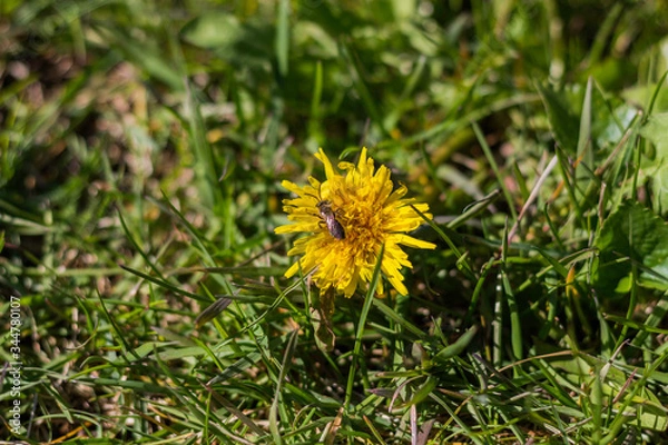 Obraz Small Bee on a Dandelion Flower