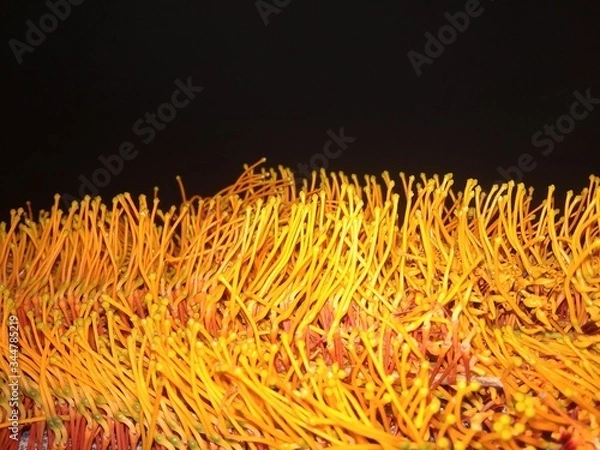 Obraz yellow flowers back background