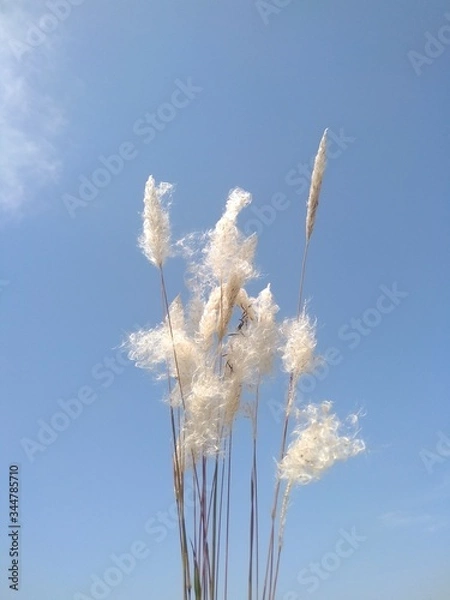 Obraz grass and sky