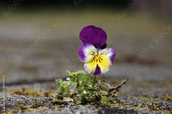 Fototapeta Stiefmütterchen