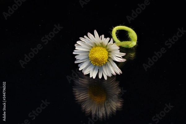 Fototapeta Gänseblümchen