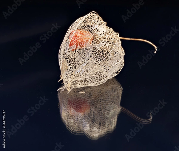 Fototapeta Lampignonblume