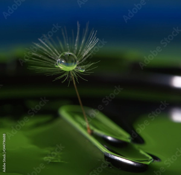 Fototapeta Pusteblume 4